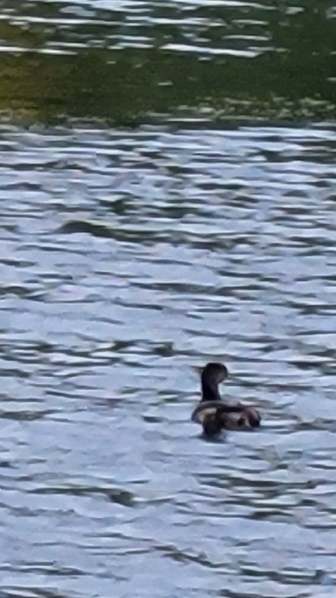 Pied-billed Grebe - ML643780961