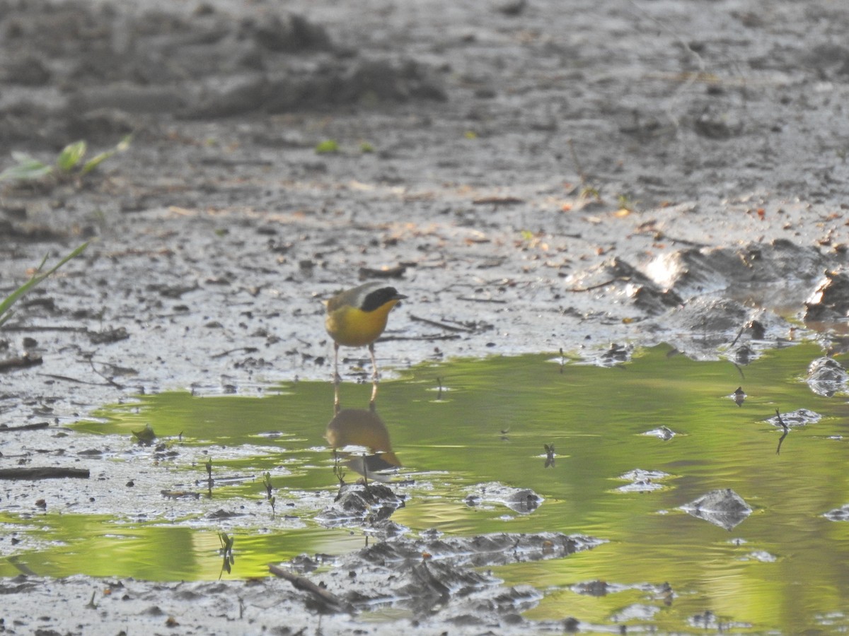 Common Yellowthroat - ML643780972