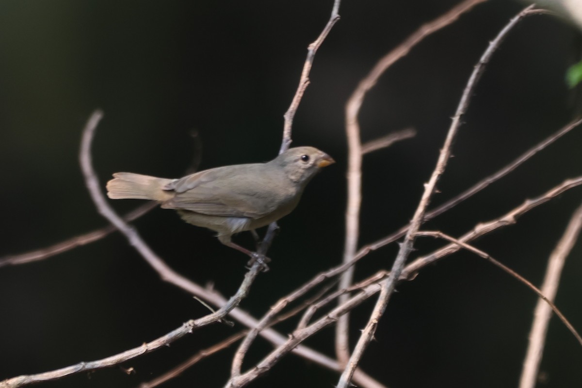 Dull-colored Grassquit - ML643780977