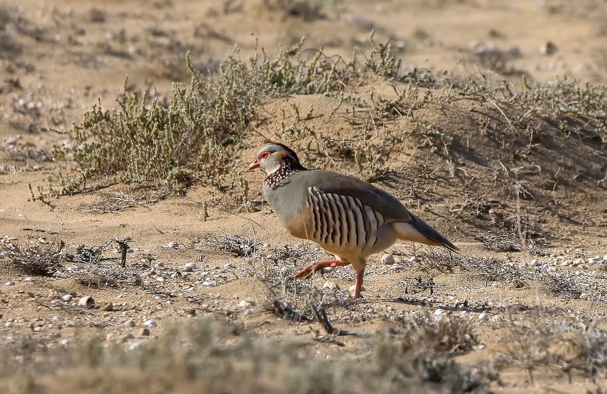 Barbary Partridge - ML643780983