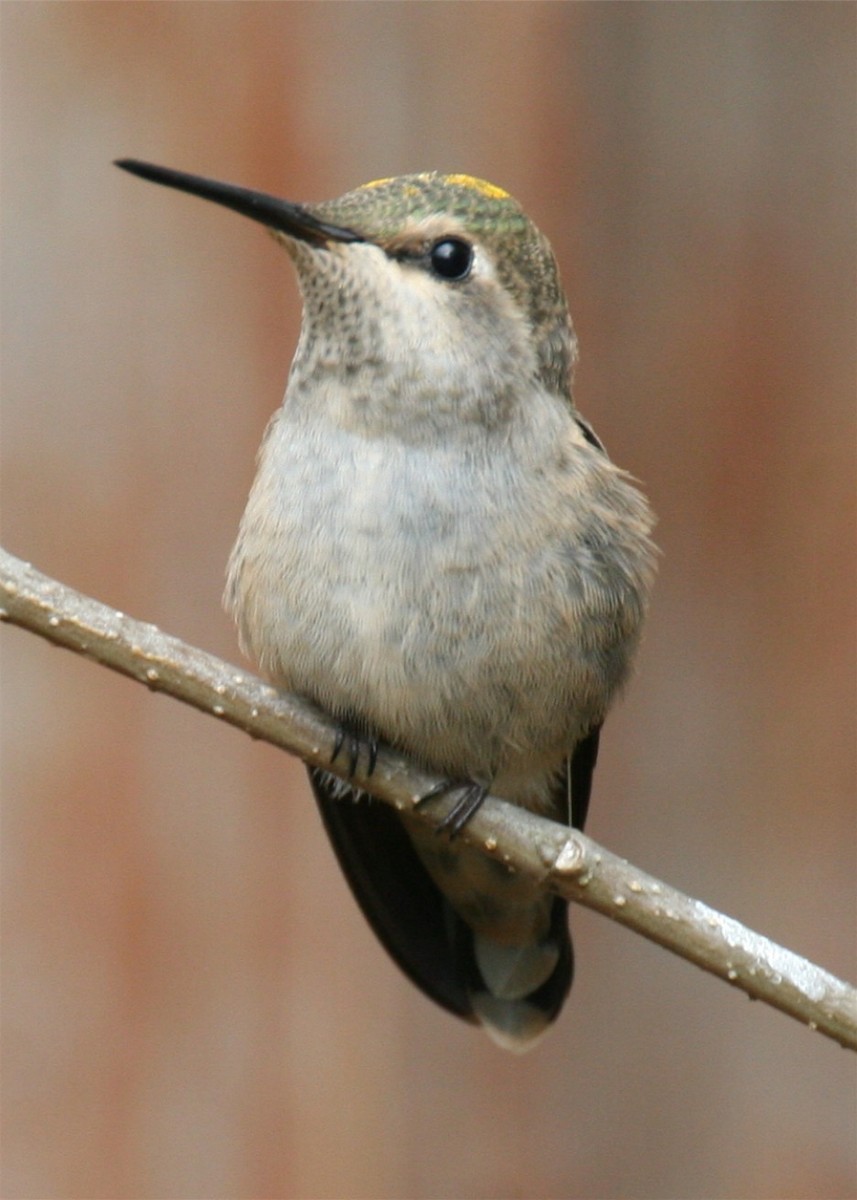 hummingbird sp. - ML643780990