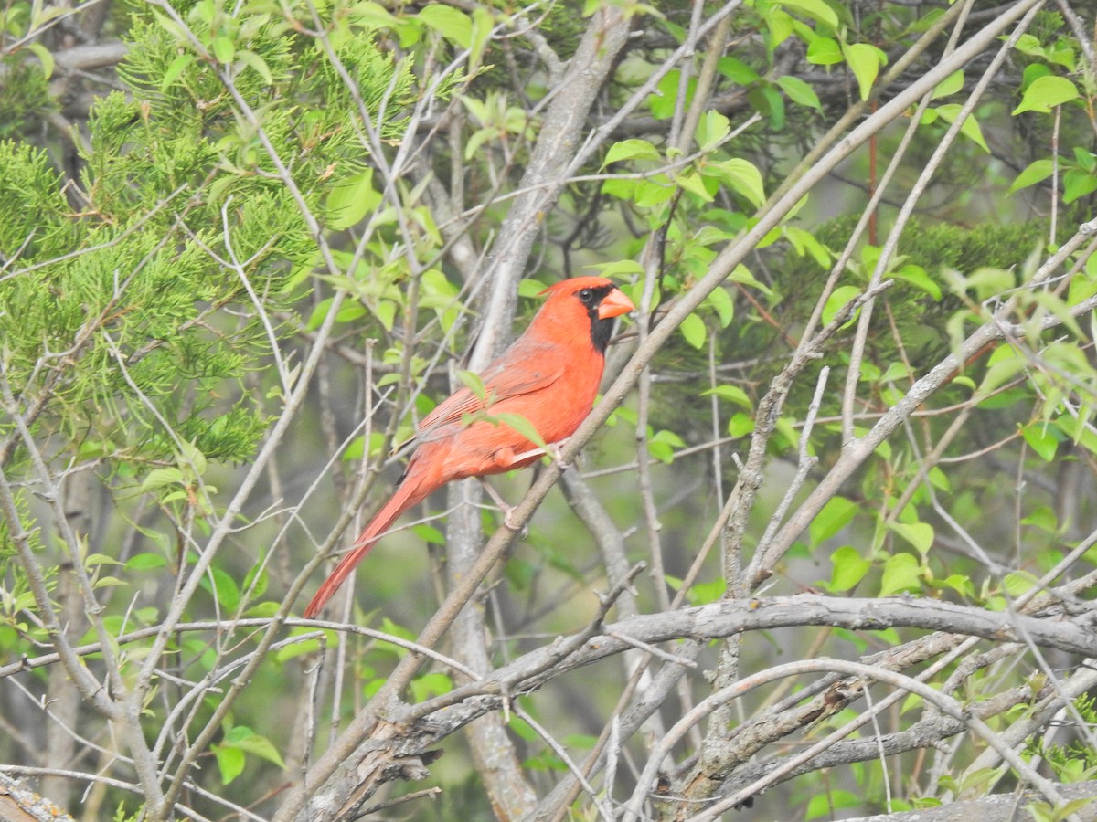 Northern Cardinal - ML643781001