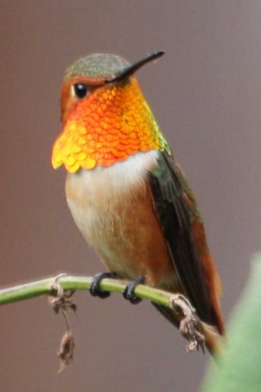 Allen's Hummingbird - ML643781002