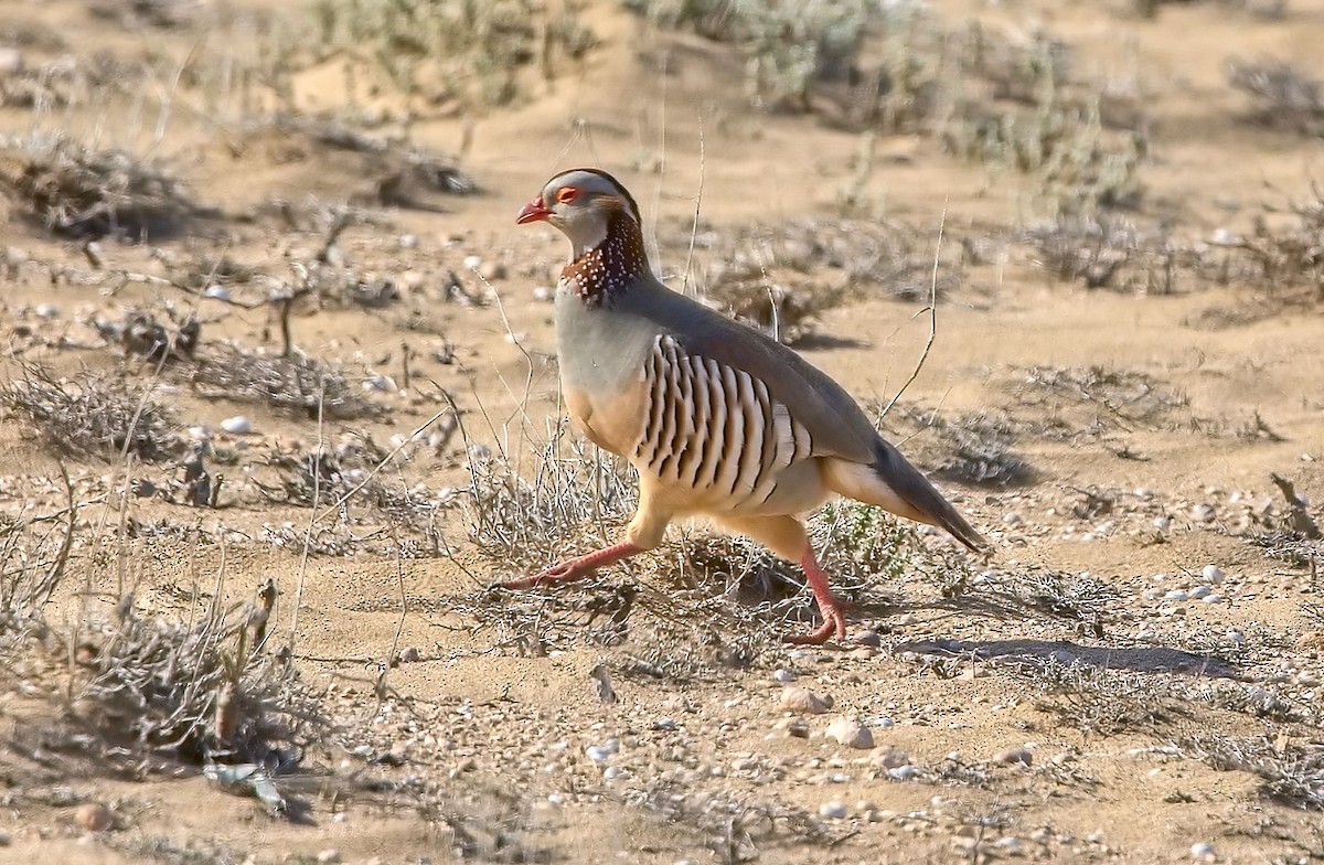 Barbary Partridge - ML643781005