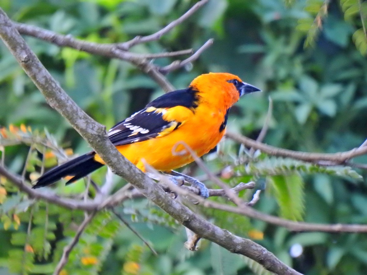 Altamira Oriole - ML643781011