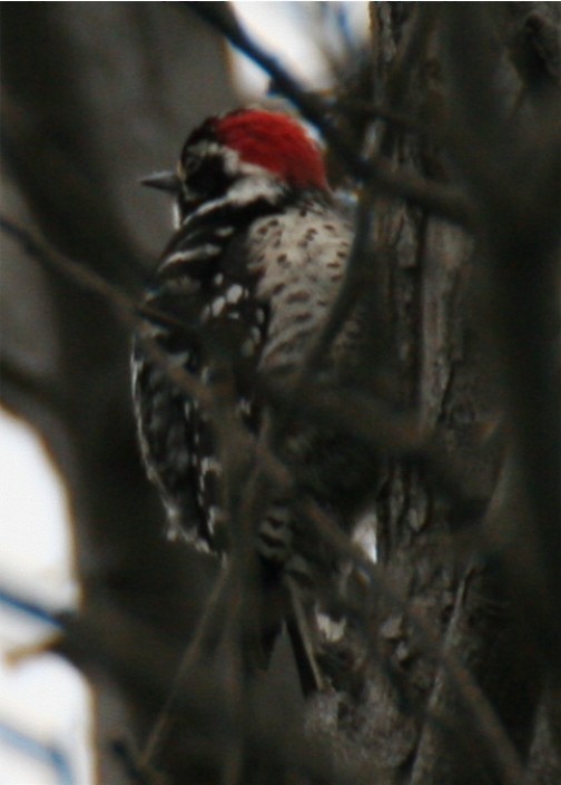 Nuttall's Woodpecker - ML643781015