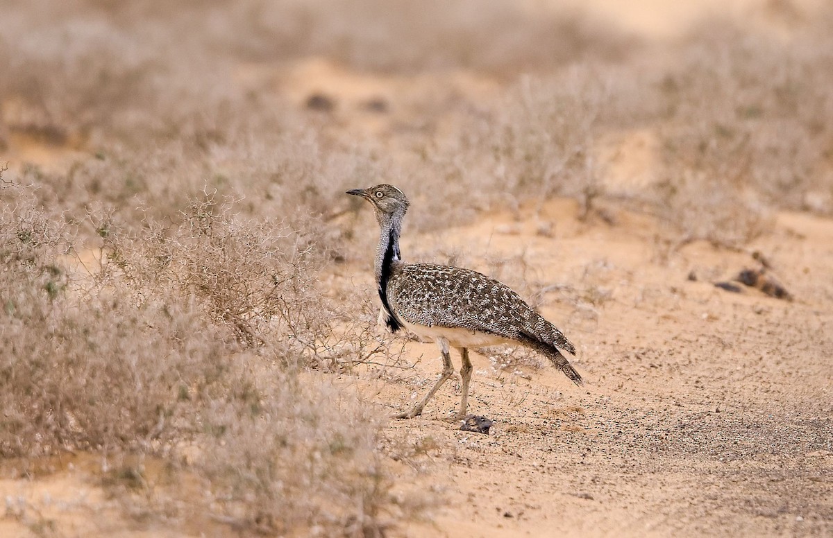 African Houbara - ML643781024