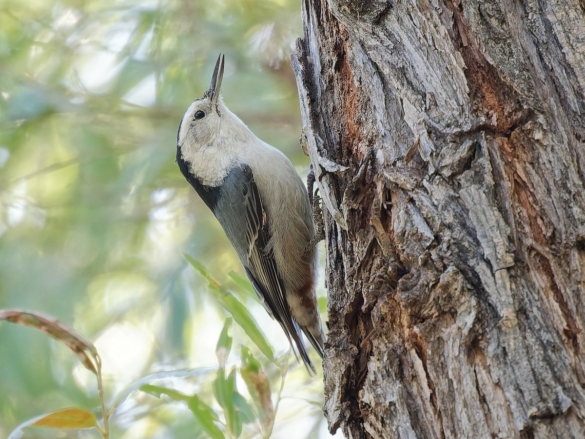 White-breasted Nuthatch - ML643781035