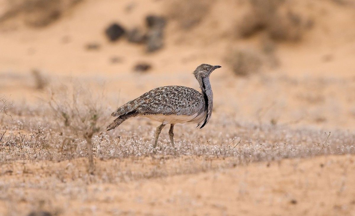 African Houbara - ML643781040