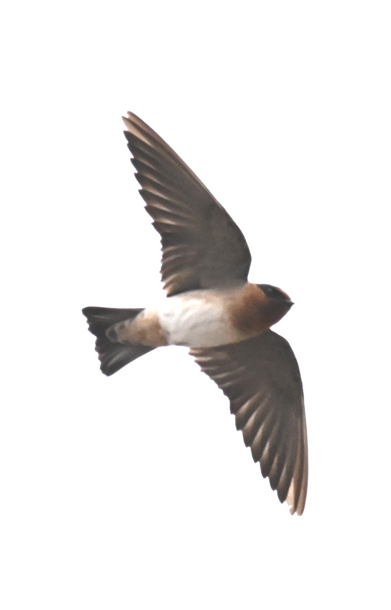 Cave Swallow - ML643781046