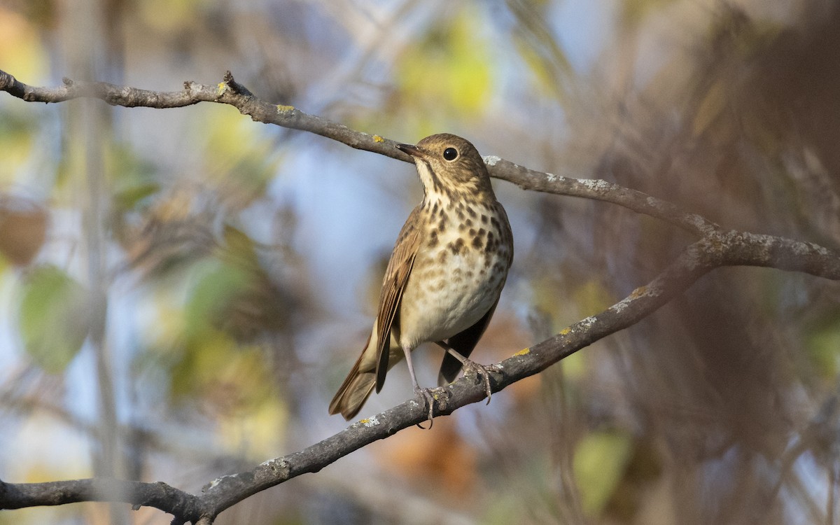 チャイロコツグミ - ML643781047