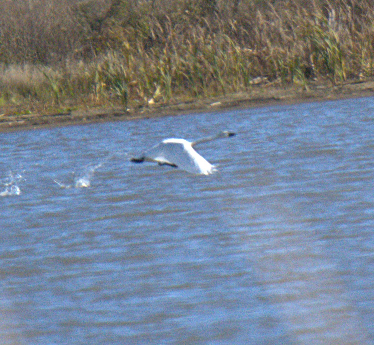Tundra Swan - ML643781053