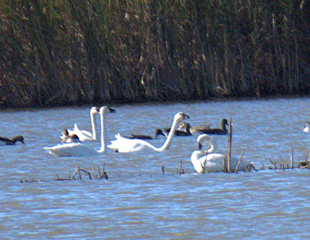Tundra Swan - ML643781054