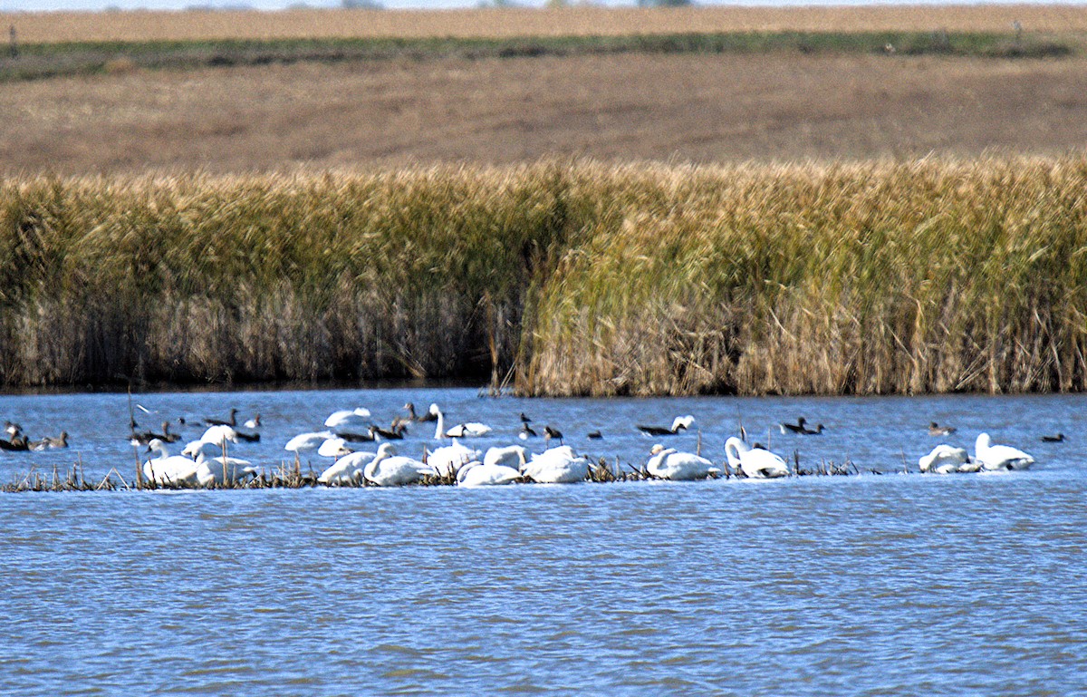 Tundra Swan - ML643781055