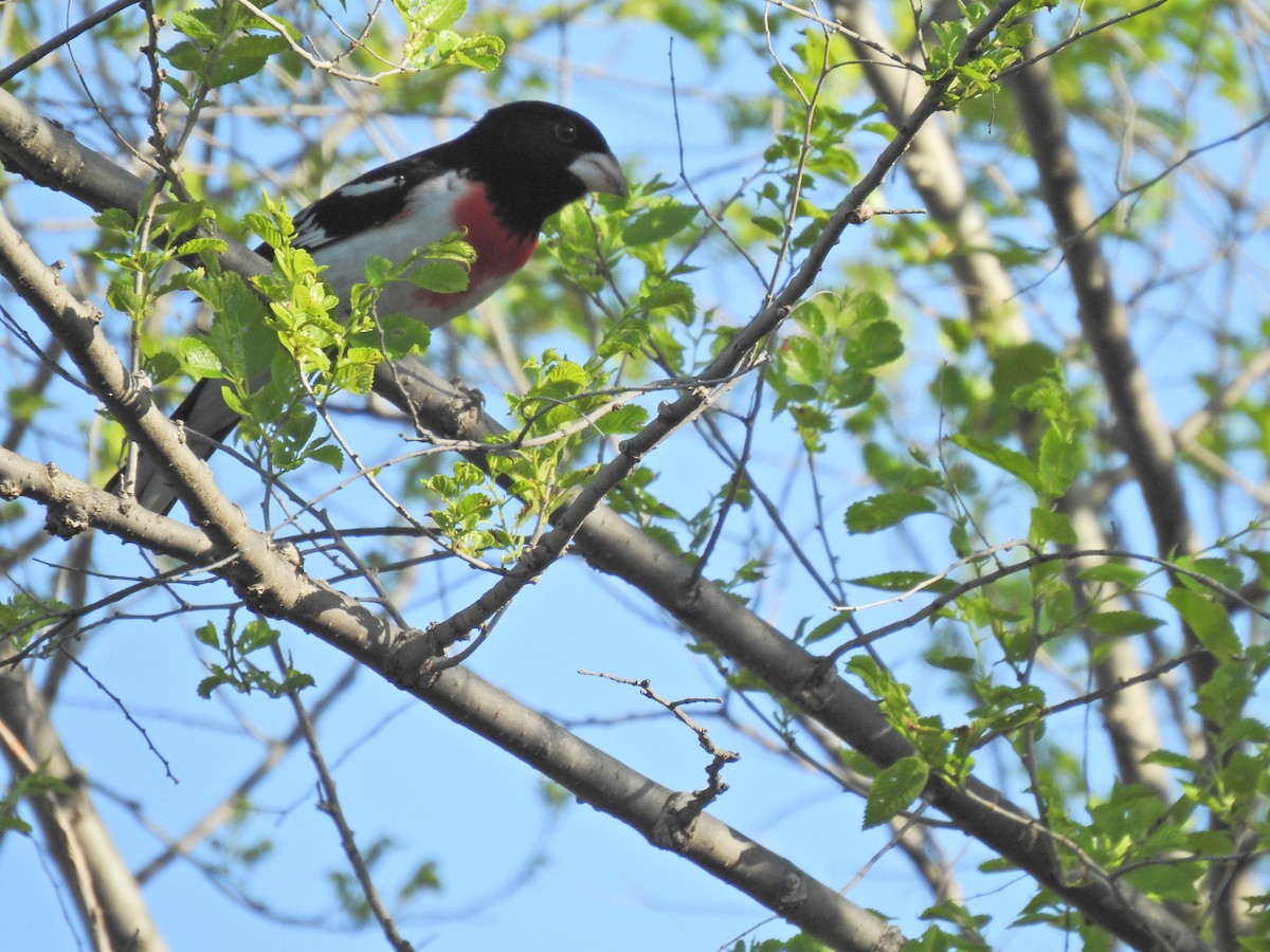 Rose-breasted Grosbeak - ML643781057
