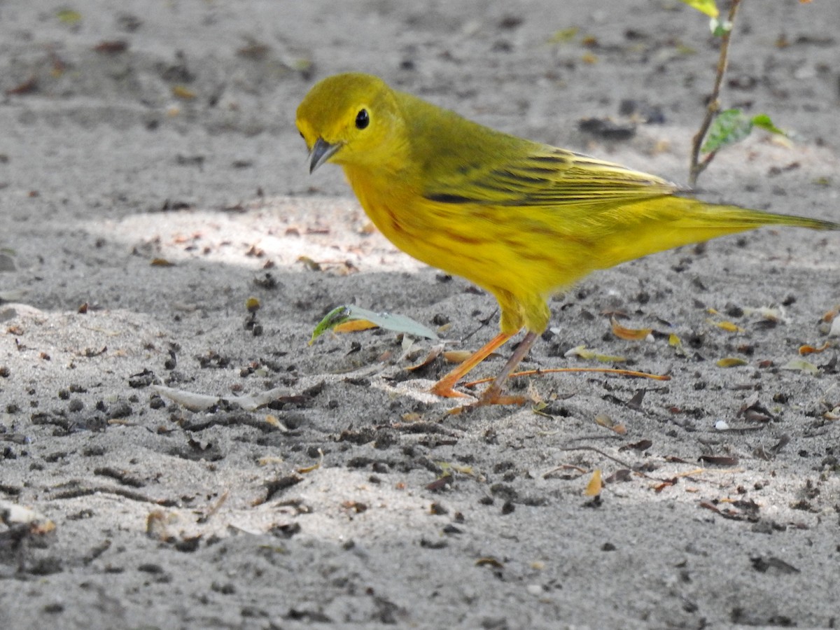 Yellow Warbler - ML643781058