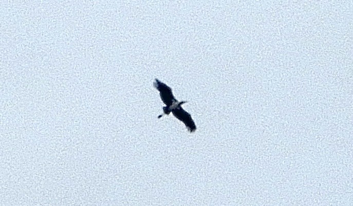 White Stork - ML643781059