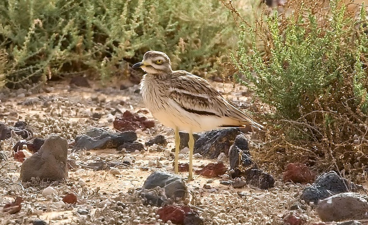 Eurasian Thick-knee - ML643781061