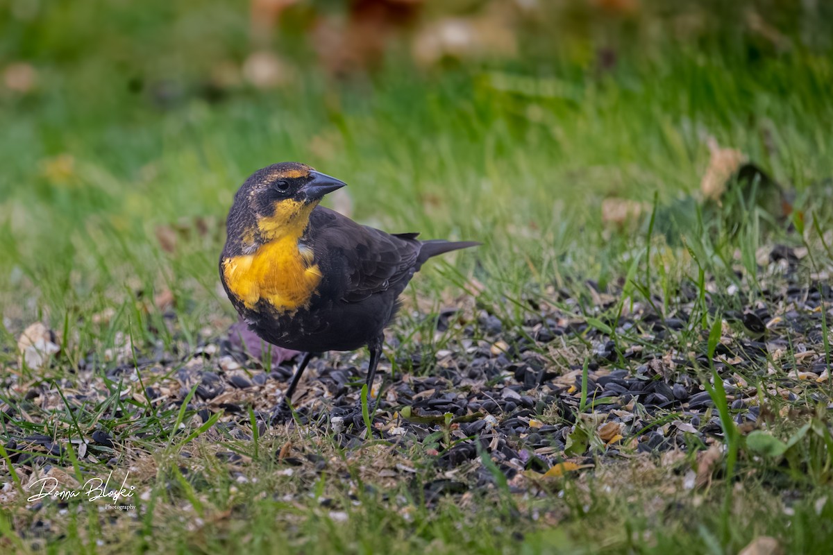 Yellow-headed Blackbird - ML643781067