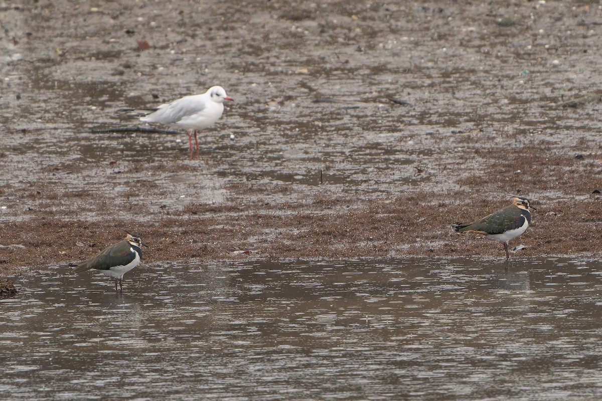Northern Lapwing - ML643781068