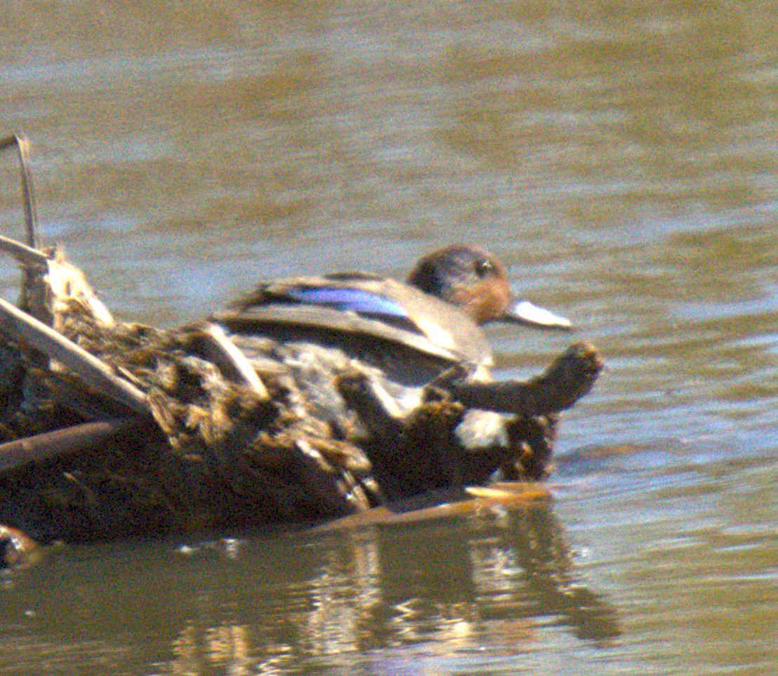 Green-winged Teal - ML643781069