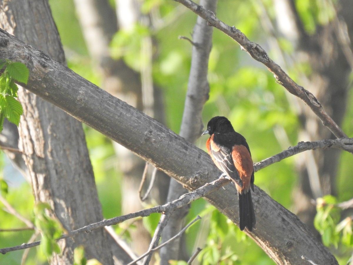 Orchard Oriole - ML643781072