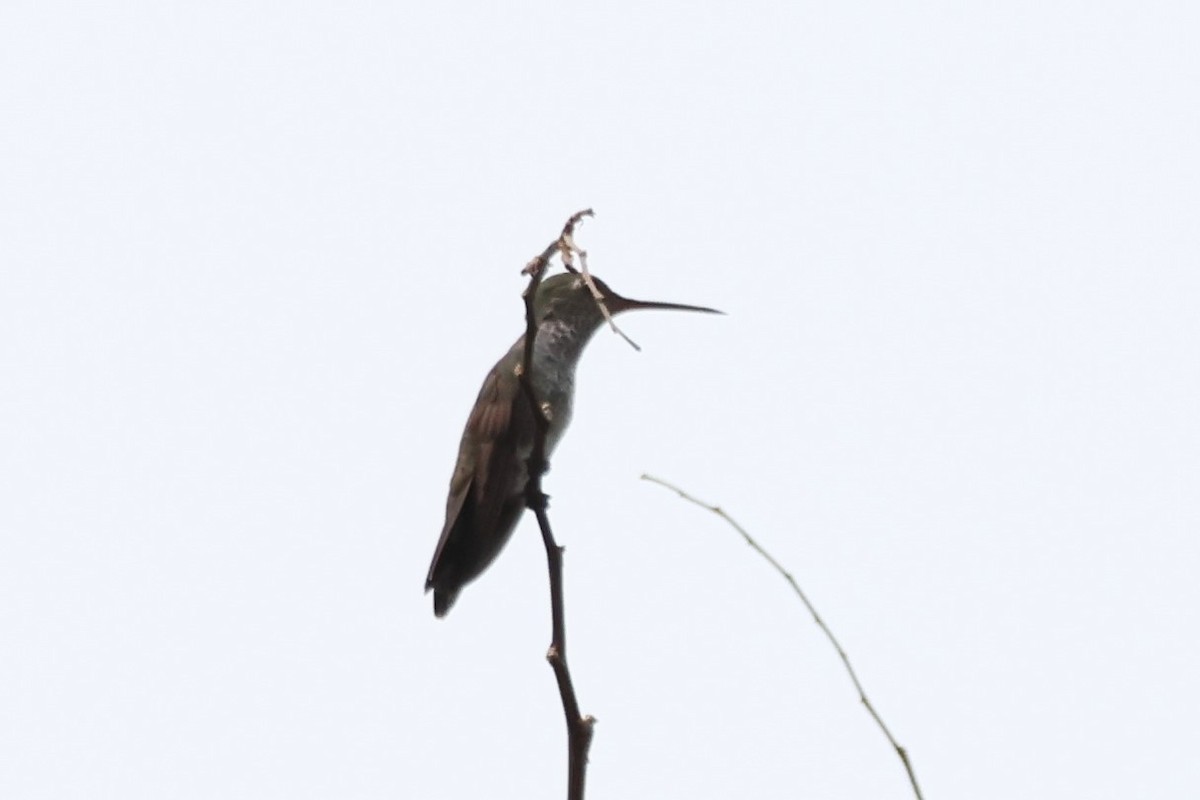 Many-spotted Hummingbird - ML643781074