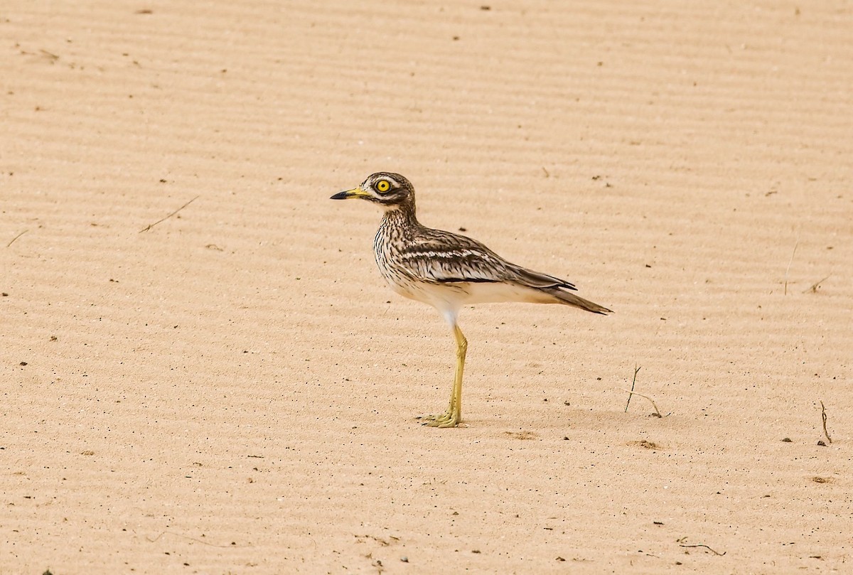 Eurasian Thick-knee - ML643781080