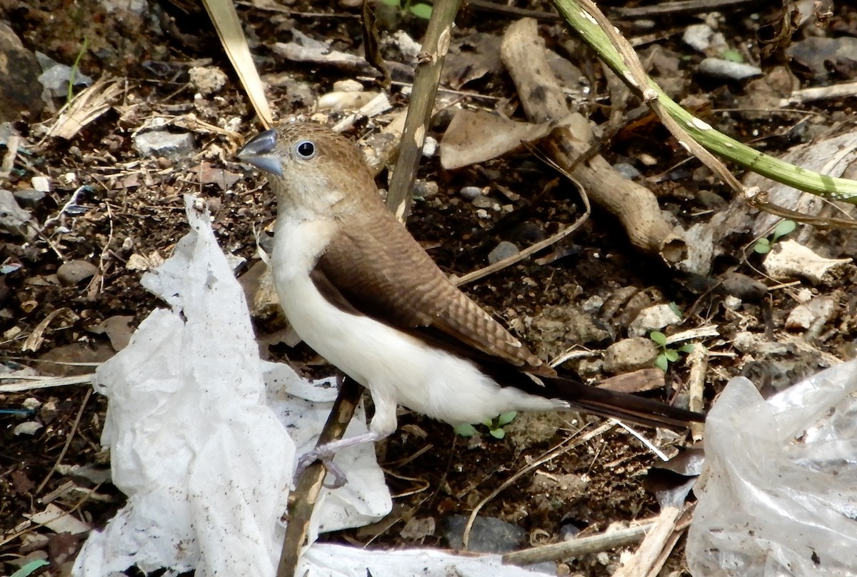African Silverbill - ML643781081