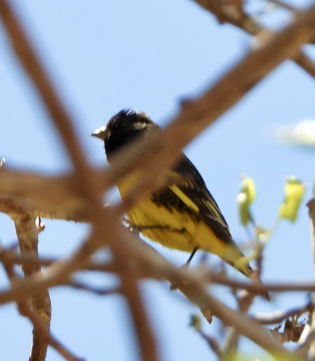 čížek západní - ML643781091