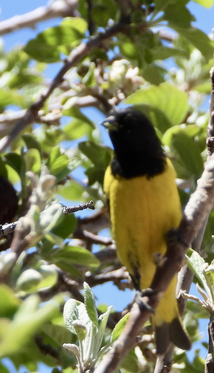 čížek západní - ML643781092