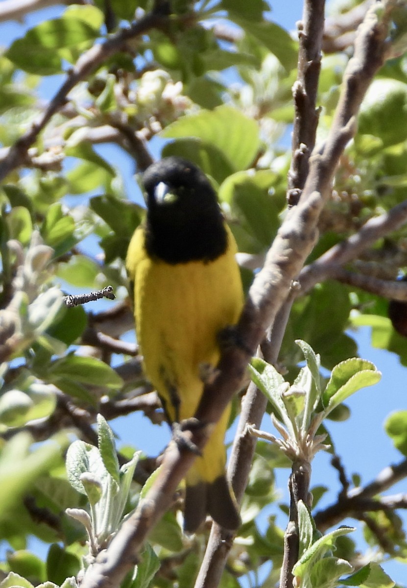 čížek západní - ML643781094