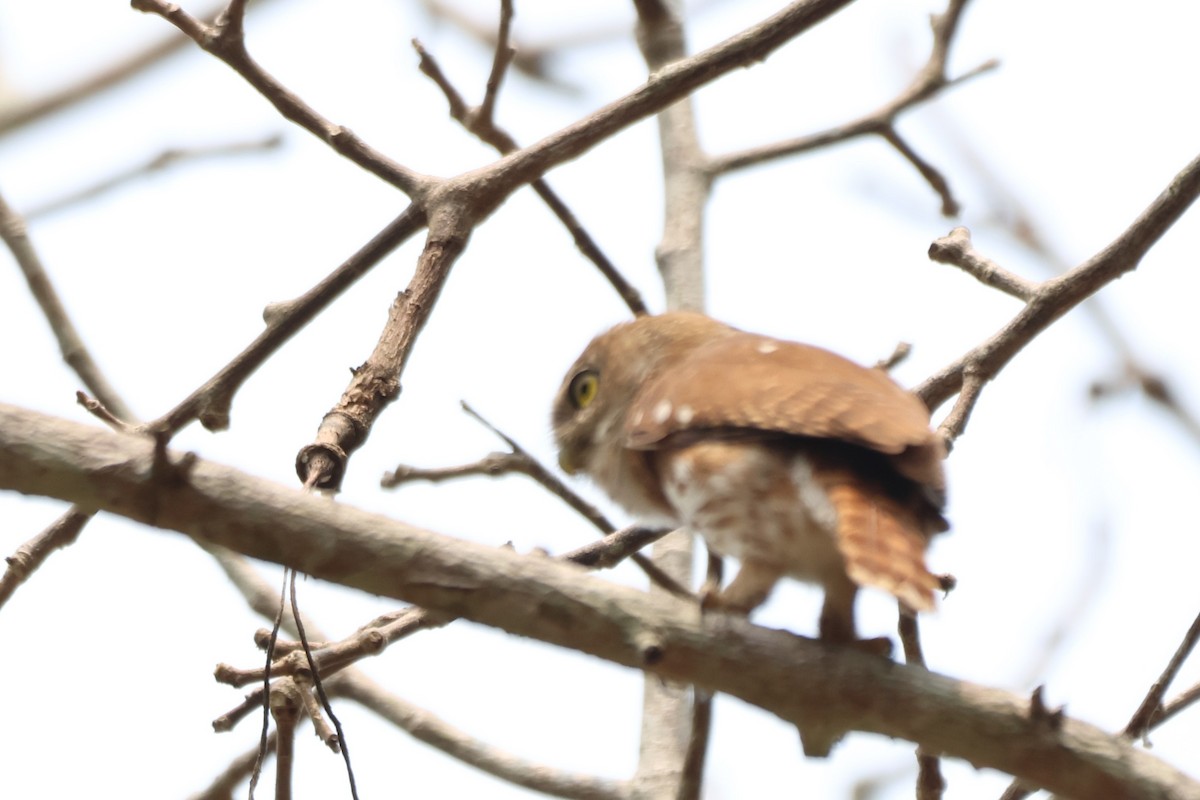 Ferruginous Pygmy-Owl - ML643781098