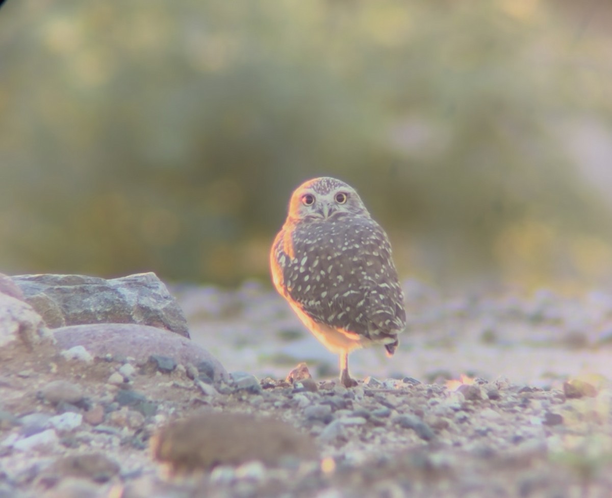 Burrowing Owl - ML643781102