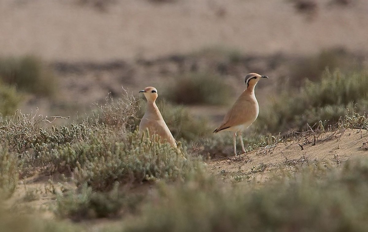 Cream-colored Courser - ML643781108
