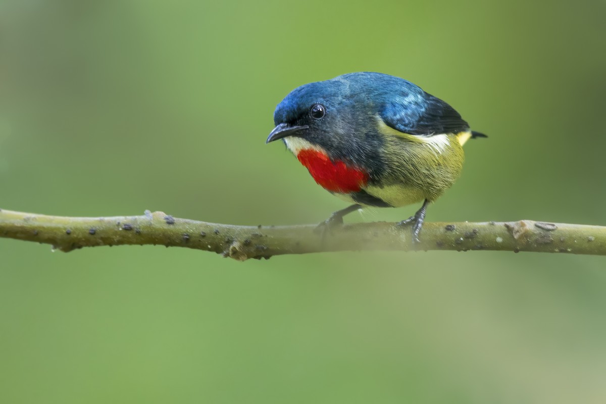 Fire-throated Flowerpecker - ML643781109