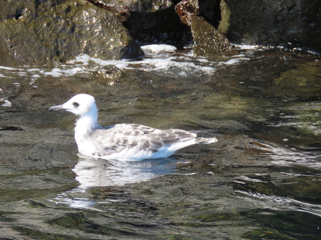 Swallow-tailed Gull - ML643781110
