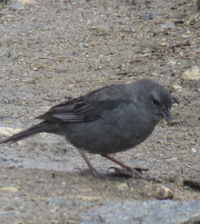Plumbeous Sierra Finch - ML643781111