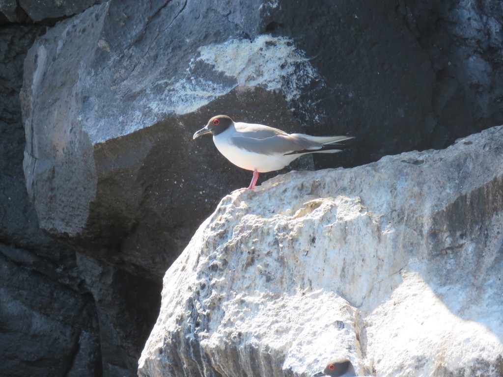 Swallow-tailed Gull - ML643781117
