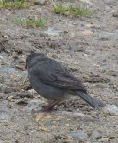 Plumbeous Sierra Finch - ML643781121