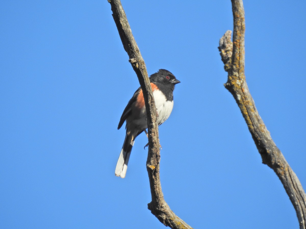 Eastern Towhee - ML643781147