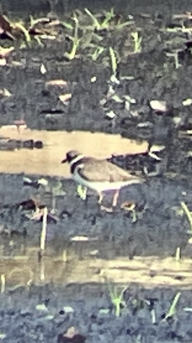 Semipalmated Plover - ML643781148
