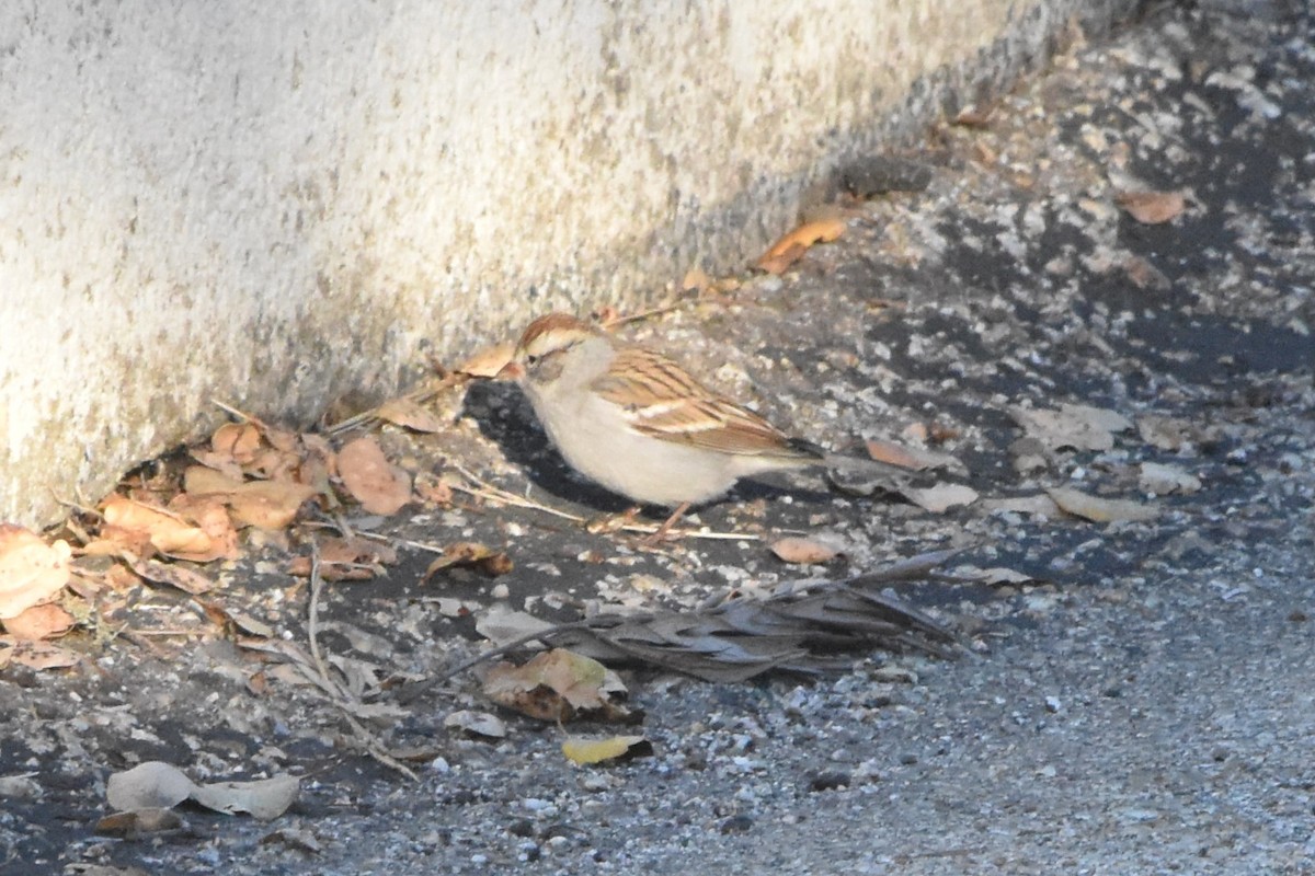 Chipping Sparrow - ML643781149