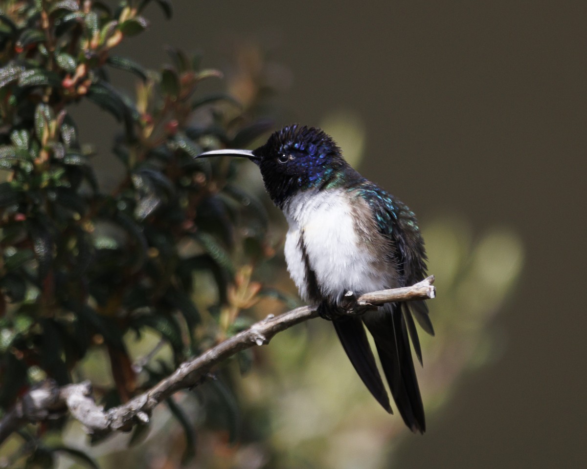 Ecuadorian Hillstar - ML643781154