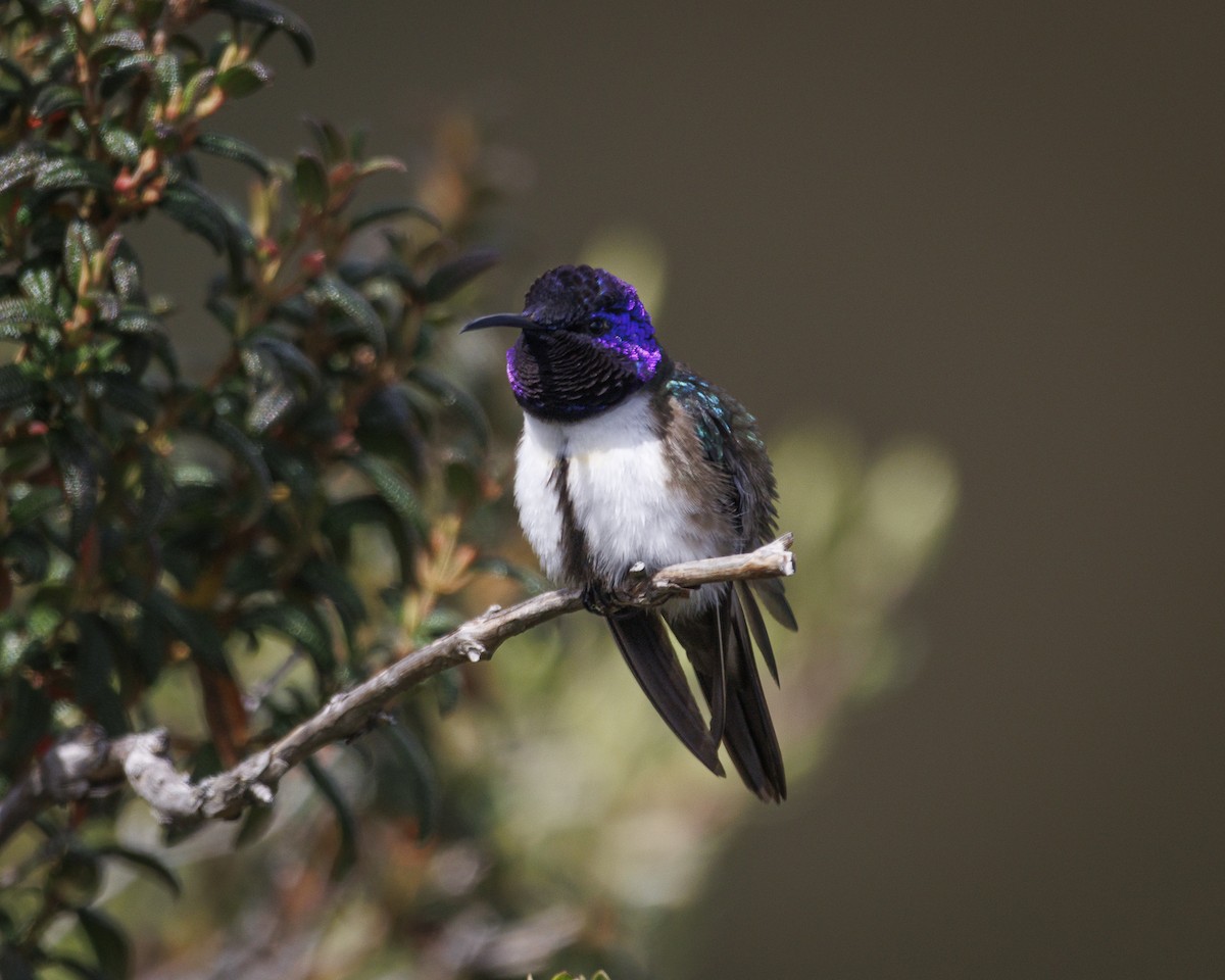 Ecuadorian Hillstar - ML643781155