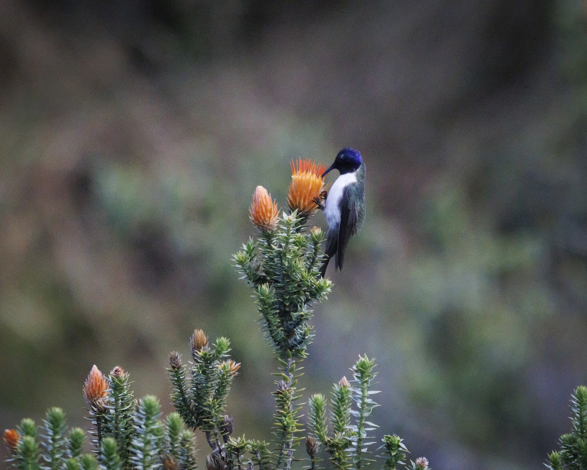 Ecuadorian Hillstar - ML643781156