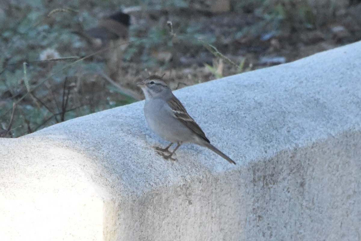 Chipping Sparrow - ML643781158
