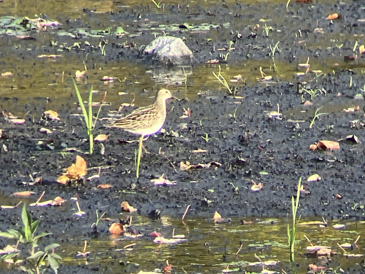 Pectoral Sandpiper - ML643781161