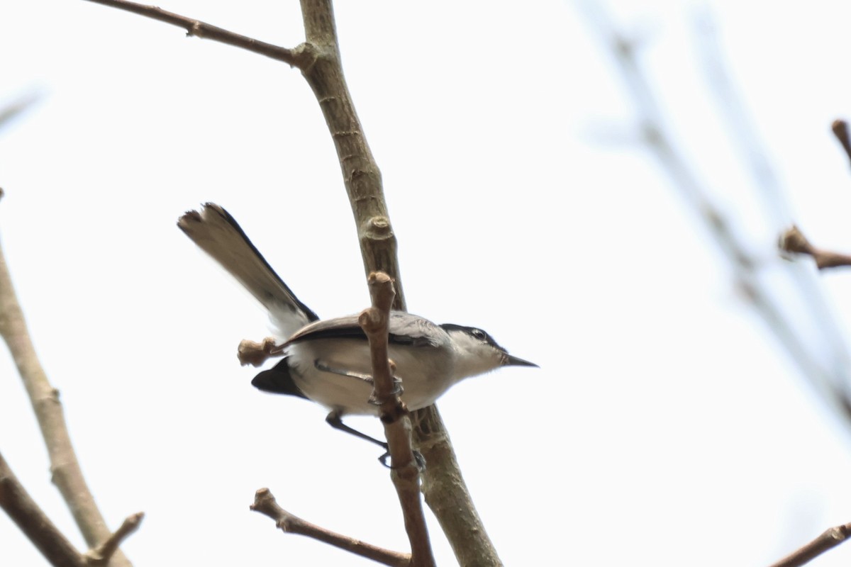 Tropical Gnatcatcher - ML643781164
