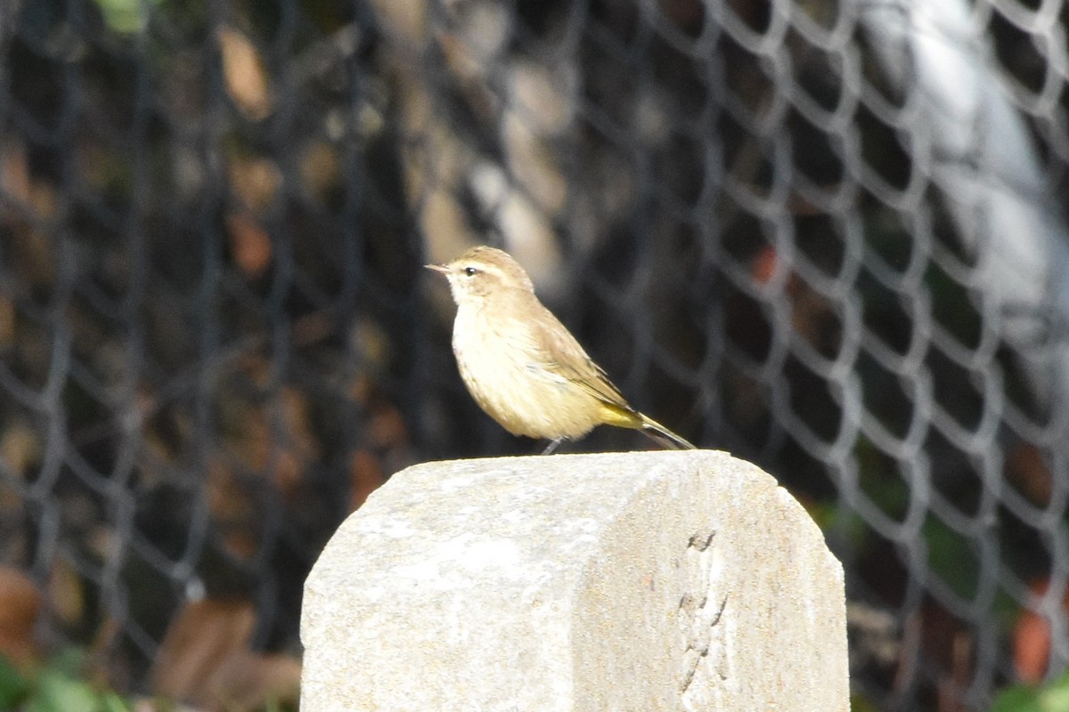 סבכון חום-כיפה - ML643781165